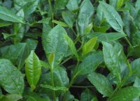 番茄潛葉蛾最佳防治方法？