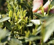 茶的原產(chǎn)地是哪個(gè)國(guó)家？