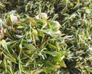 臨沂特產送人必買清單？