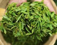 茶樹產(chǎn)量高嗎？一畝產(chǎn)多少斤？