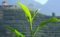 客田鎮(zhèn)：茶樹吐新芽，茶農(nóng)喜增收